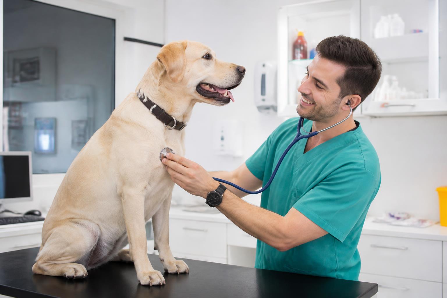 Assurance maladie chien : que rembourse une mutuelle 2 découvrez ce que couvre une mutuelle pour votre chien en assurance maladie : remboursements, garanties et conseils pour bien choisir votre protection santé animale.