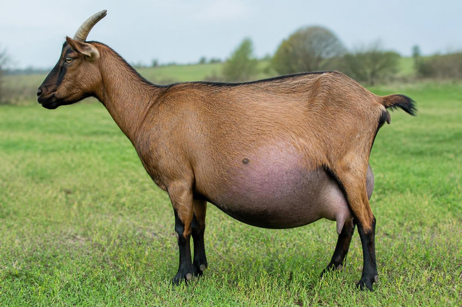 Chevre ventre gonflé : comment reconnaßtre et soulager ce problÚme fréquent 2 découvrez comment identifier les signes d'un ventre gonflé chez la chÚvre et les méthodes efficaces pour soulager ce problÚme fréquent et améliorer la santé de votre animal.