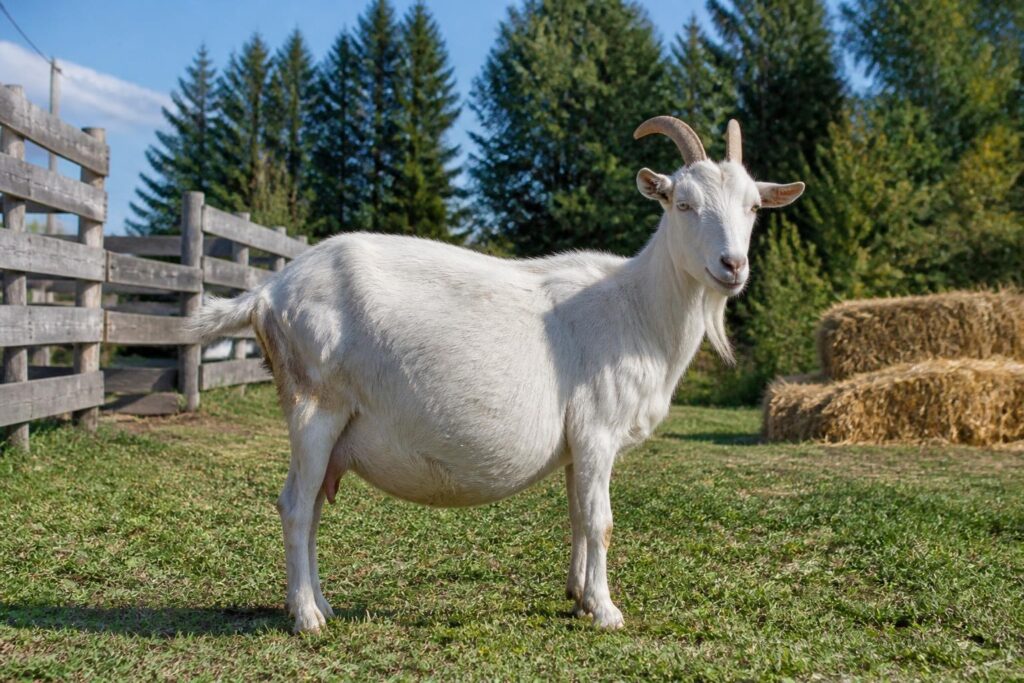 découvrez comment identifier les signes d'un ventre gonflé chez la chèvre et les méthodes efficaces pour soulager ce problème courant afin d'assurer le bien-être de votre animal.