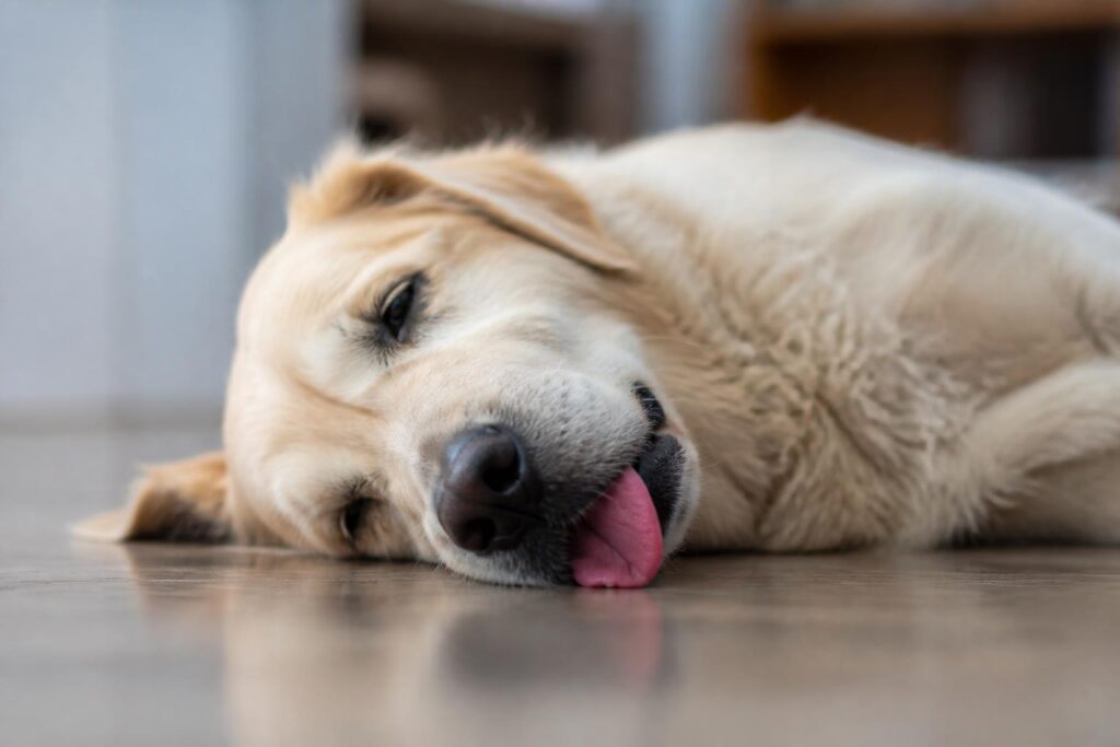 découvrez ce que signifie lorsque votre chien meurt avec la langue sortie, les explications possibles de ce comportement et les conseils pour bien réagir face à cette situation.