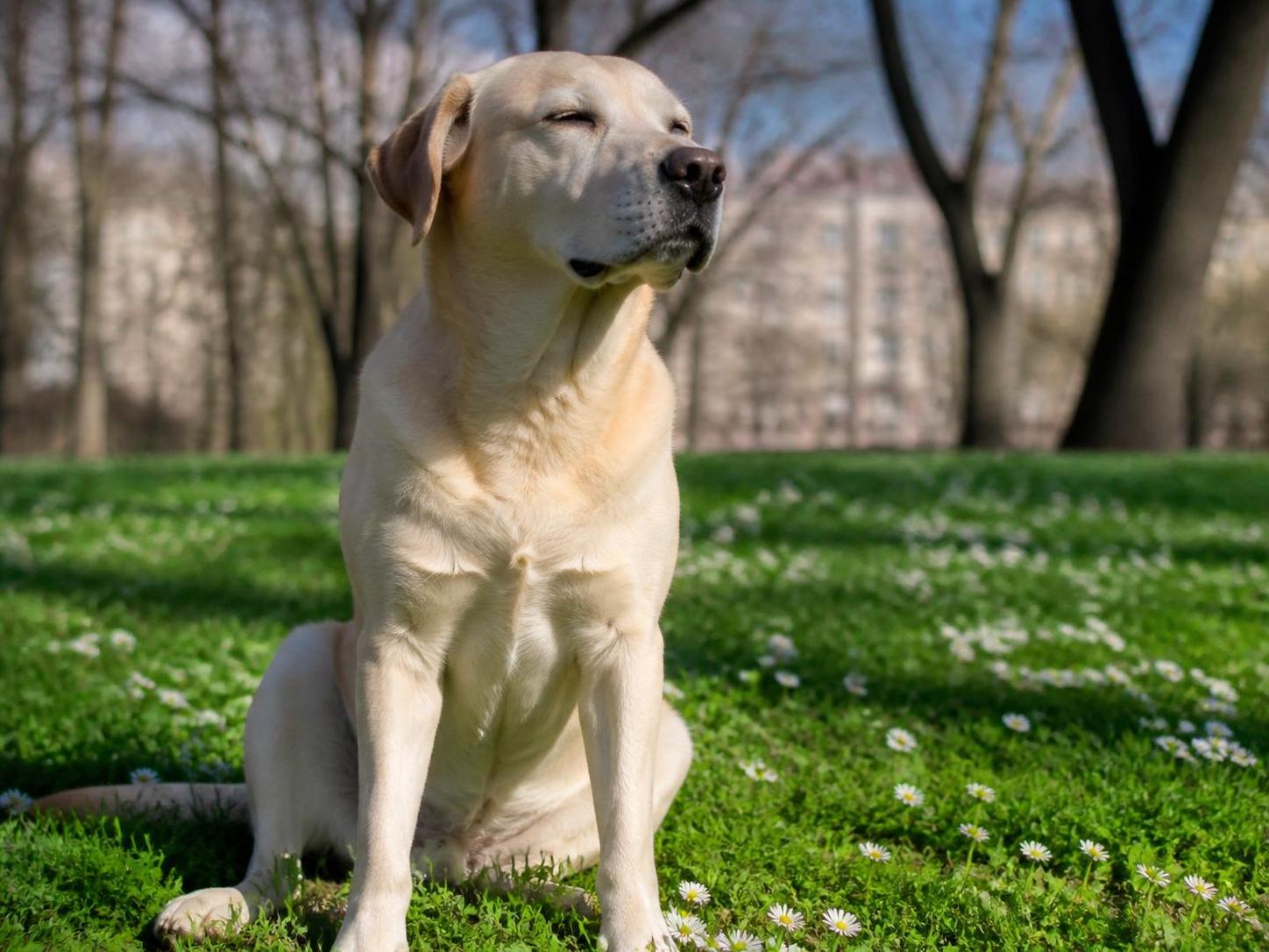 découvrez ce que signifie un chien qui plisse les yeux et apprenez comment interpréter ce geste pour mieux communiquer avec votre compagnon.