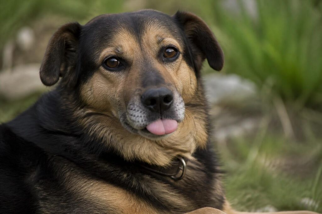 découvrez pourquoi votre chien tire la langue au repos et ce que ce comportement étonnant révèle sur son bien-être et ses émotions.