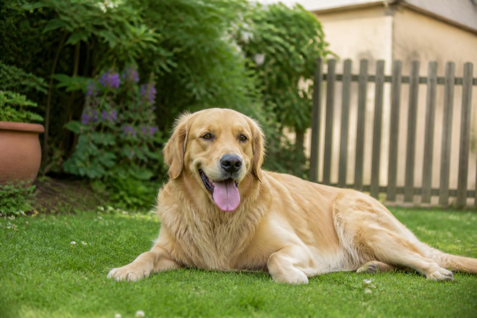 Chien qui tire la langue : comprendre le stress et ses signes 2 dĂ©couvrez comment interprĂ©ter le comportement d'un chien qui tire la langue, identifier les signes de stress et apprendre Ă mieux gĂ©rer son bien-ĂȘtre.