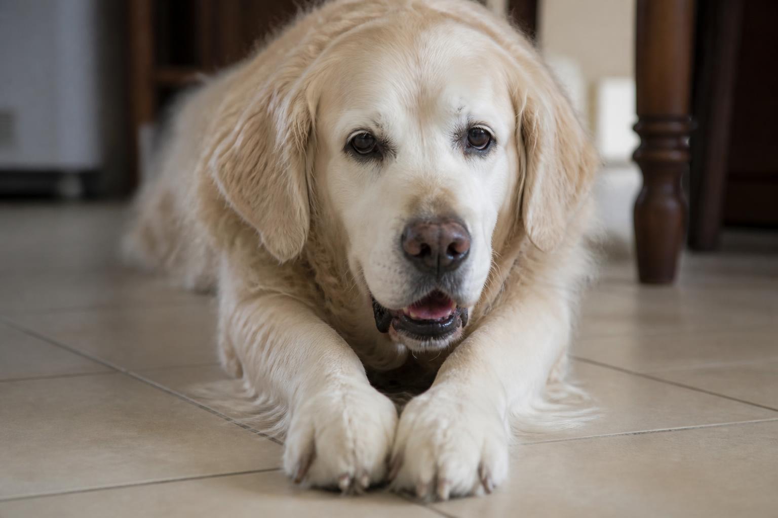 découvrez comment reconnaître les signes de maladie chez votre chien pour agir rapidement et assurer son bien-être.