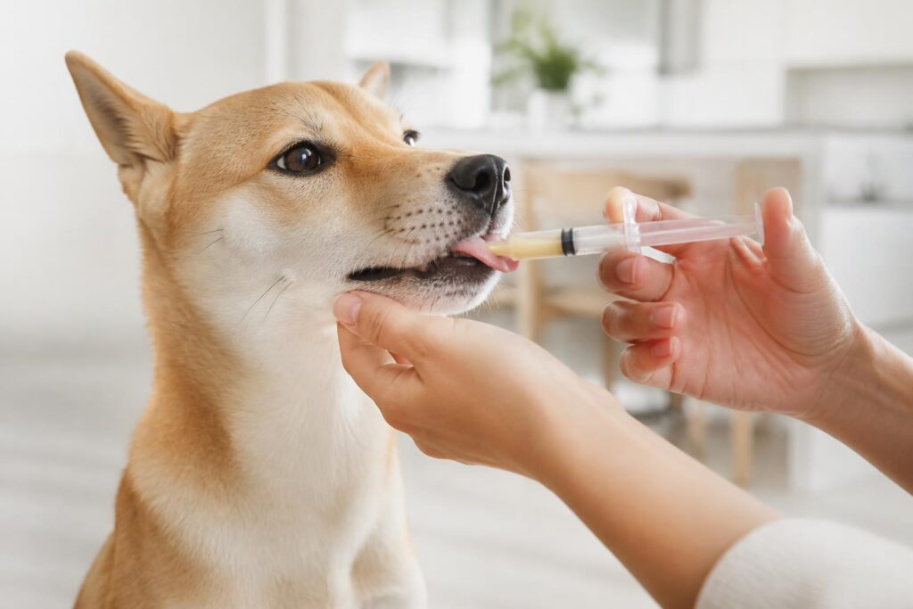 découvrez des astuces simples et efficaces pour donner un médicament à votre chien avec une seringue, en toute sécurité et sans stress pour votre animal.