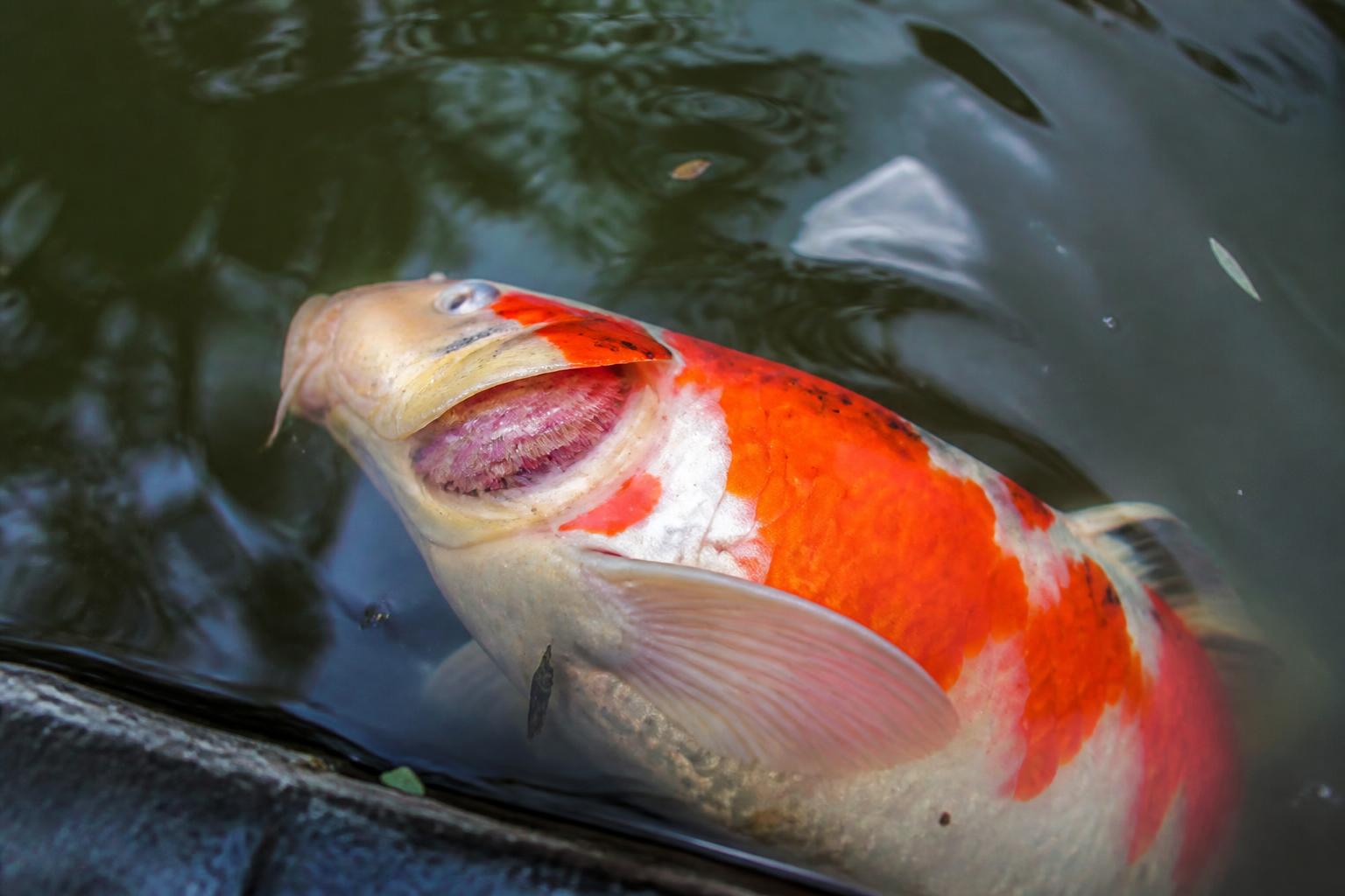 découvrez comment protéger efficacement vos poissons contre le virus de l'herpès koi grâce à nos conseils pratiques et solutions adaptées.