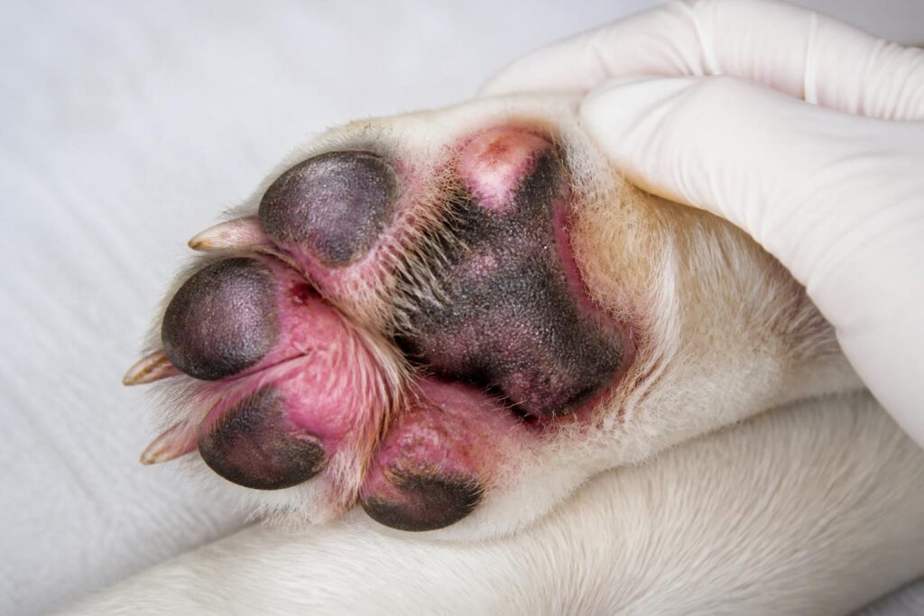 découvrez comment identifier et traiter efficacement les infections du coussinet chez le chien pour assurer son confort et sa santé.