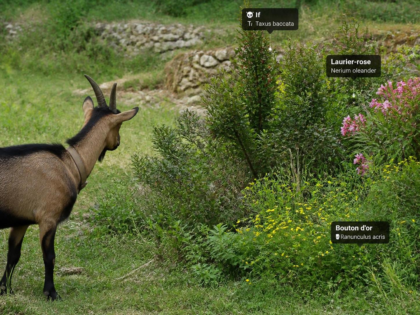 découvrez notre liste complète des plantes toxiques pour chèvres et apprenez à protéger votre troupeau efficacement contre les risques d’intoxication.
