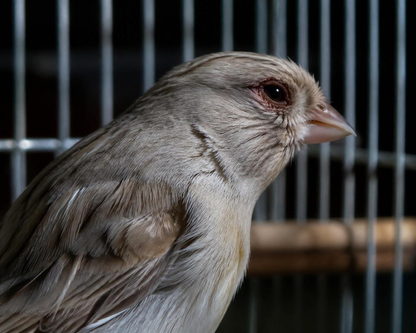découvrez comment identifier les maladies courantes des oiseaux domestiques pour mieux protéger votre compagnon à plumes.