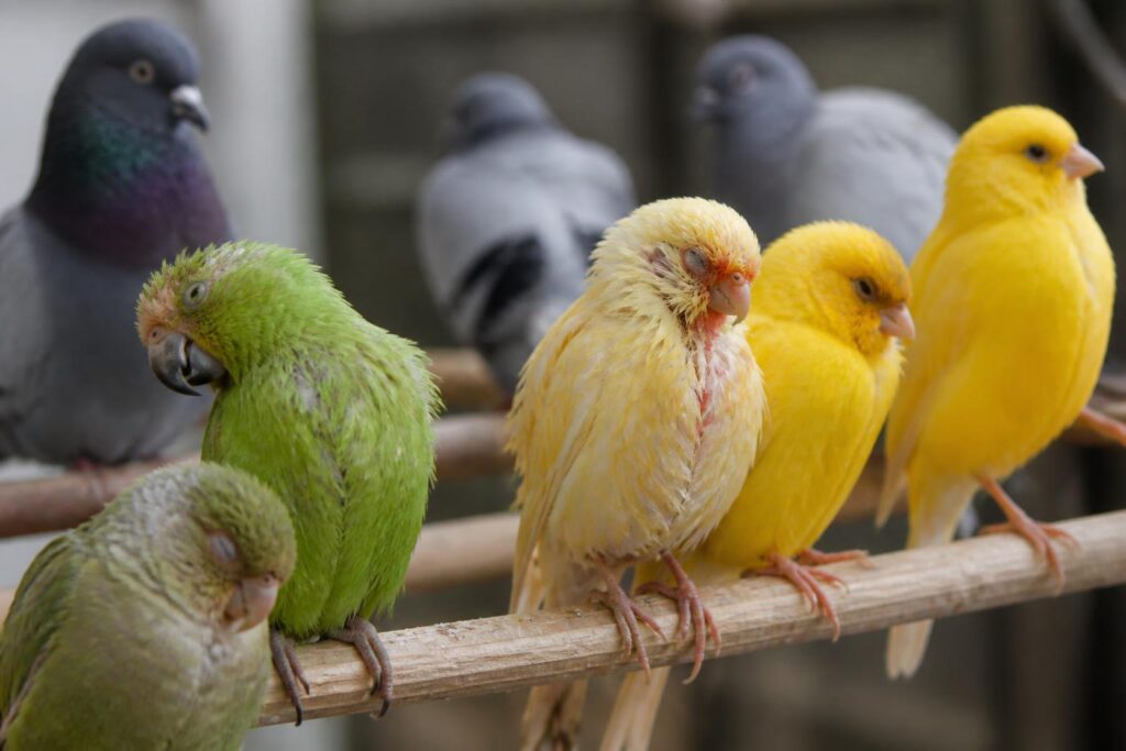 découvrez comment identifier les principales maladies des oiseaux domestiques pour mieux protéger la santé de vos compagnons à plumes.