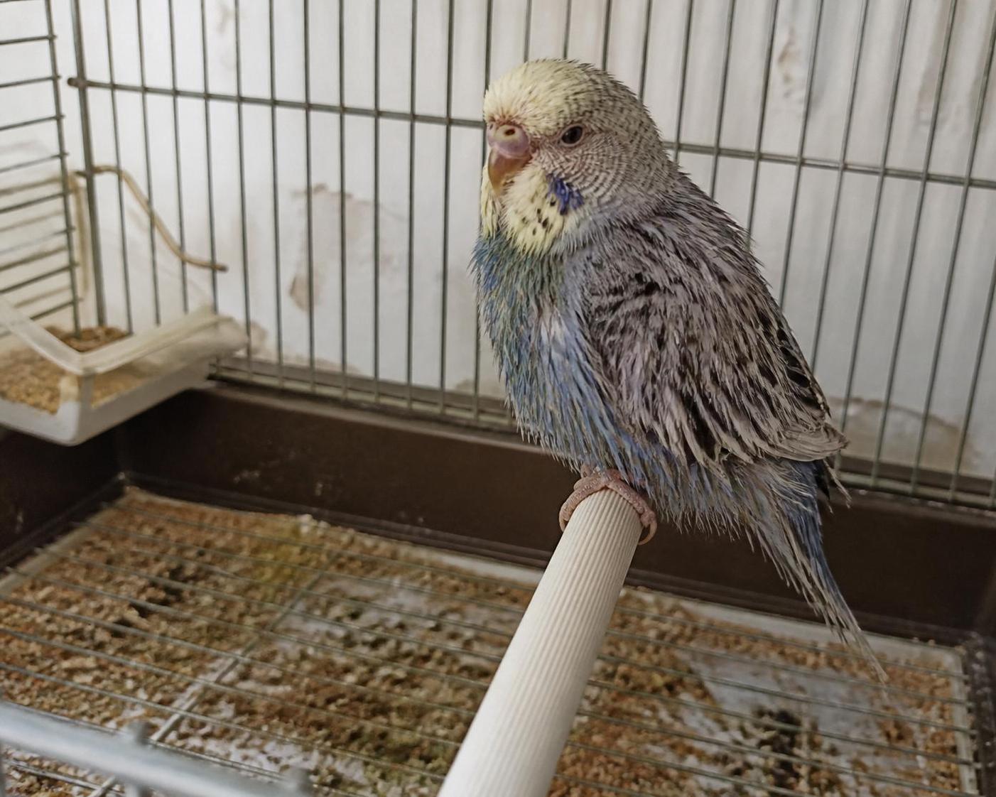 découvrez les principaux symptômes des maladies des perruches et nos conseils pratiques pour prévenir leur apparition et assurer la santé de votre oiseau.