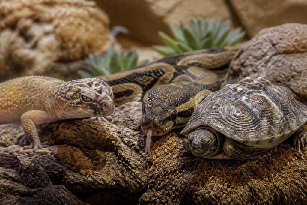 découvrez les symptômes fréquents des maladies chez les reptiles domestiques pour mieux protéger la santé de vos animaux.