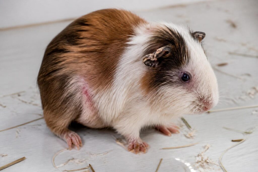 découvrez les signes d’alerte des maladies du cochon d’inde pour assurer la santé et le bien-être de votre animal de compagnie.