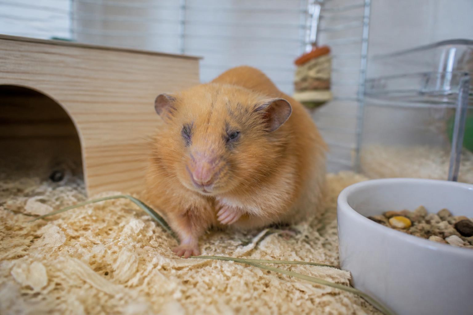 découvrez les principaux symptômes des maladies du hamster à surveiller pour assurer la santé et le bien-être de votre petit compagnon.