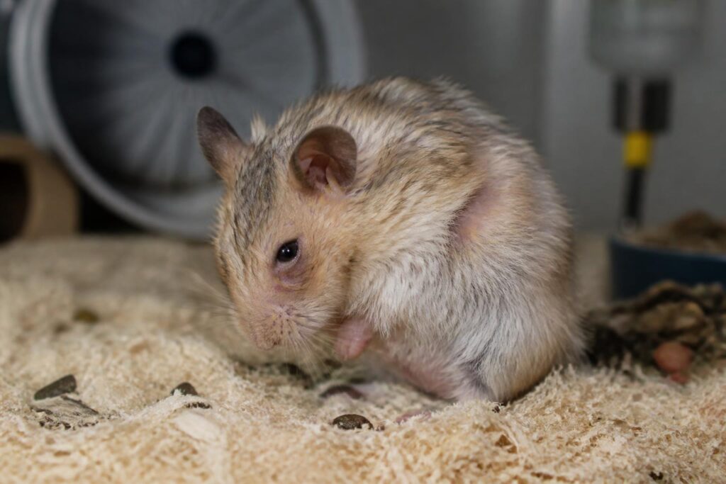 découvrez les principaux symptômes des maladies courantes chez le hamster pour mieux surveiller sa santé et agir rapidement.