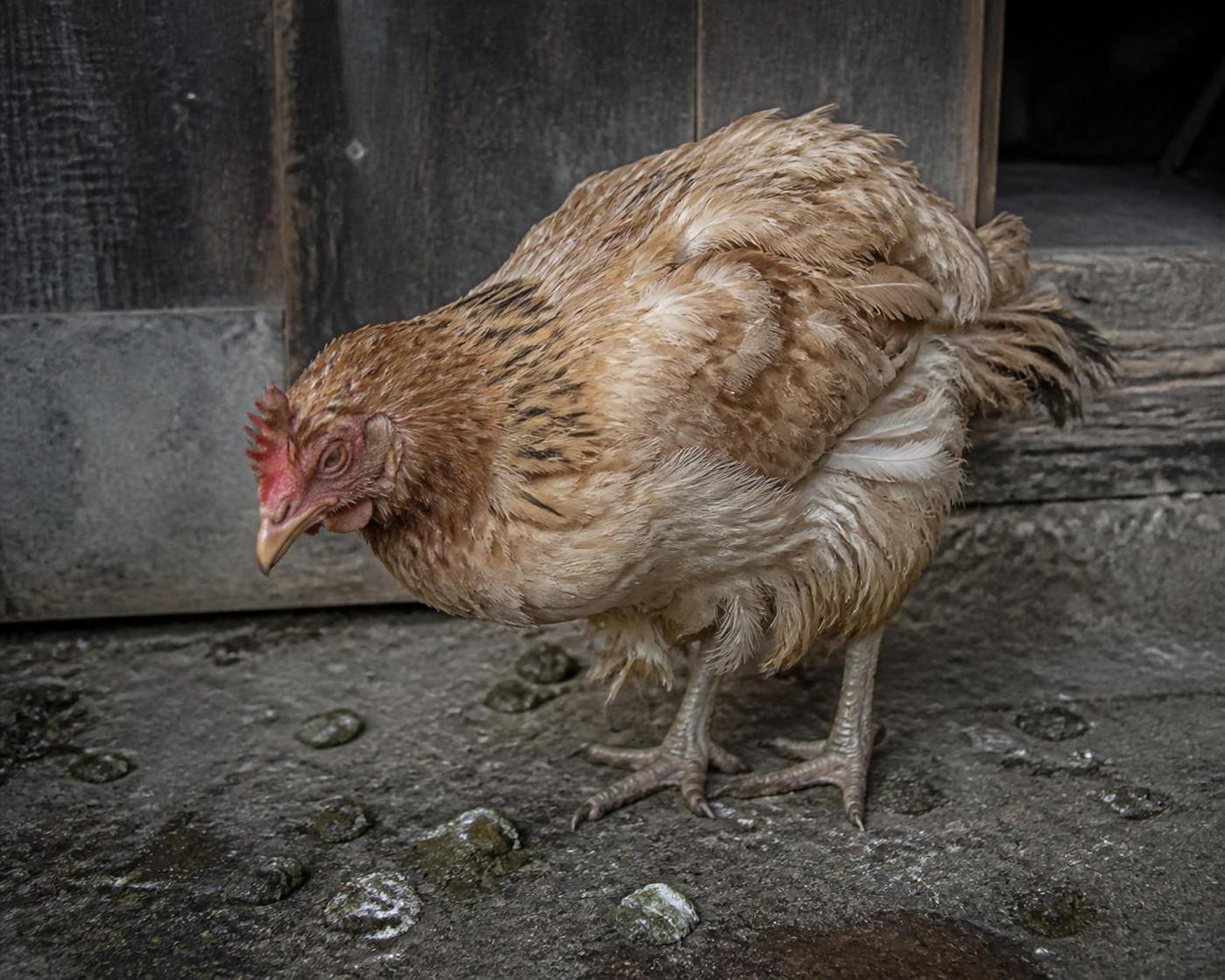 découvrez comment reconnaître rapidement la diarrhée verte chez la poule et les traitements efficaces pour résoudre ce problème de santé couramment rencontré.