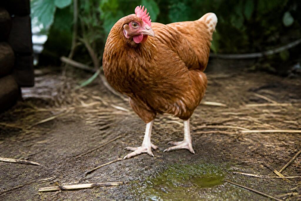 découvrez comment identifier rapidement la diarrhée verte chez la poule et les solutions efficaces pour la traiter afin de préserver la santé de votre élevage.