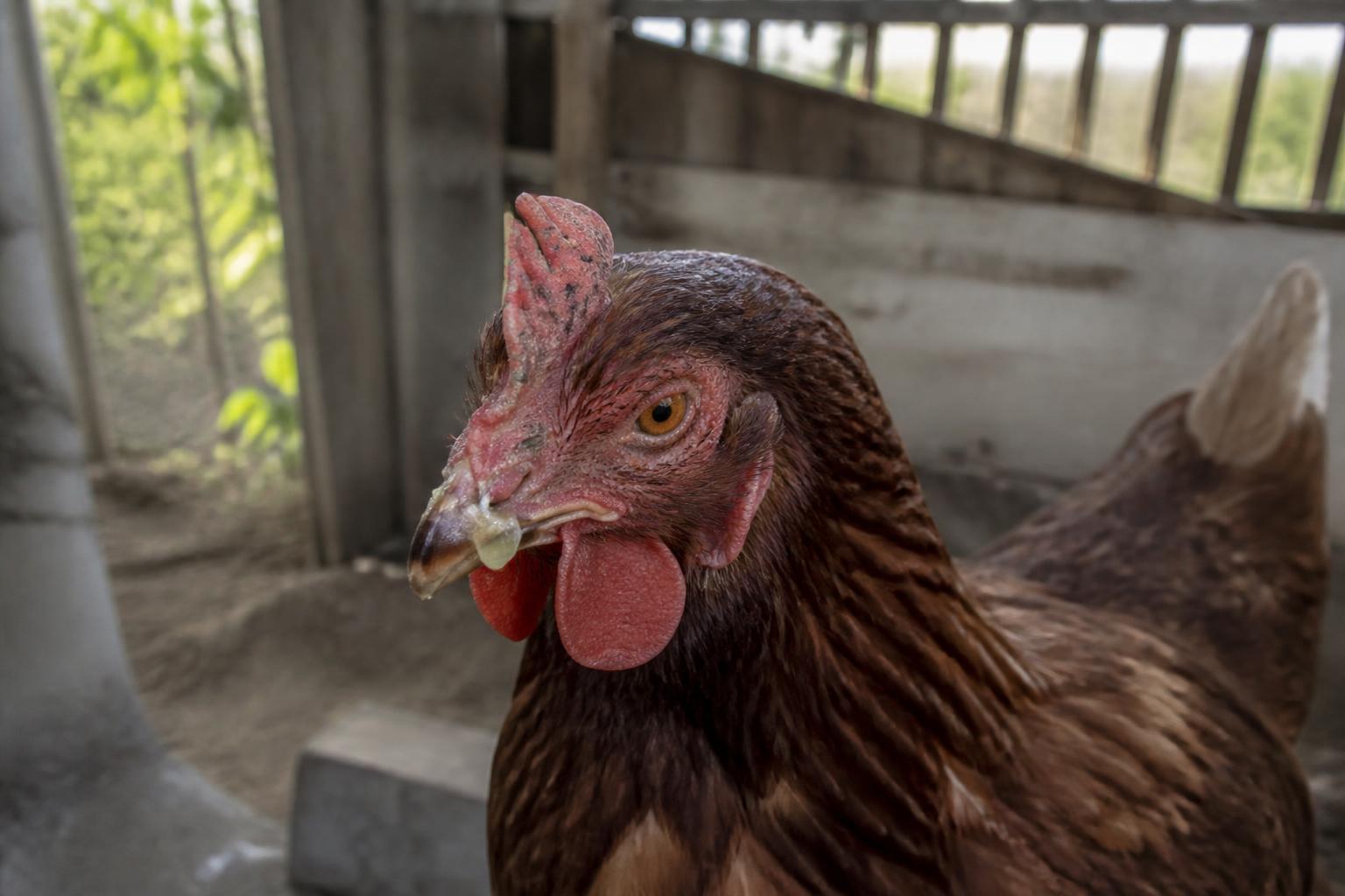 Poule enrhumĂ©e : comment reconnaĂźtre les symptĂŽmes et agir rapidement 2 dĂ©couvrez comment identifier rapidement les symptĂŽmes d'une poule enrhumĂ©e et les actions Ă entreprendre pour assurer sa santĂ© et son bien-ĂȘtre.