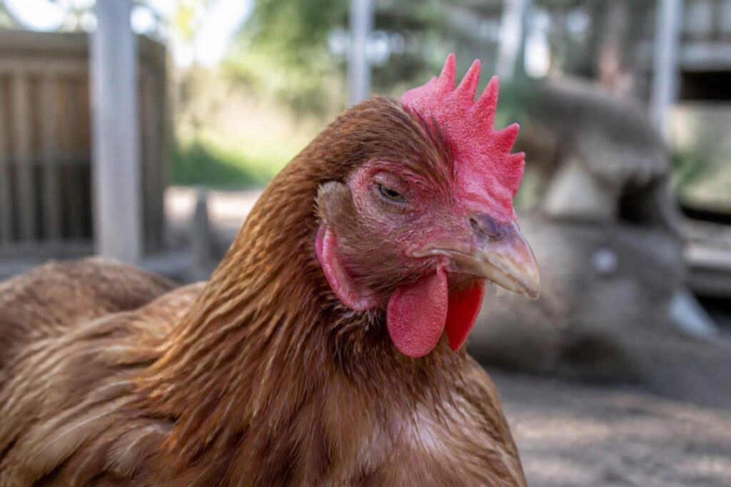 découvrez comment identifier les symptômes d'une poule enrhumée et les actions efficaces pour la soigner rapidement et préserver la santé de votre basse-cour.