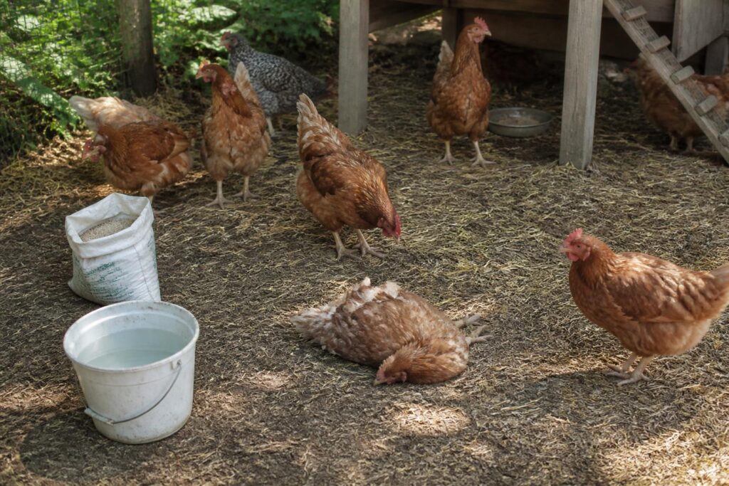 découvrez comment réagir efficacement face à une poule morte dans votre poulailler avec nos conseils pratiques pour assurer la santé de votre basse-cour.