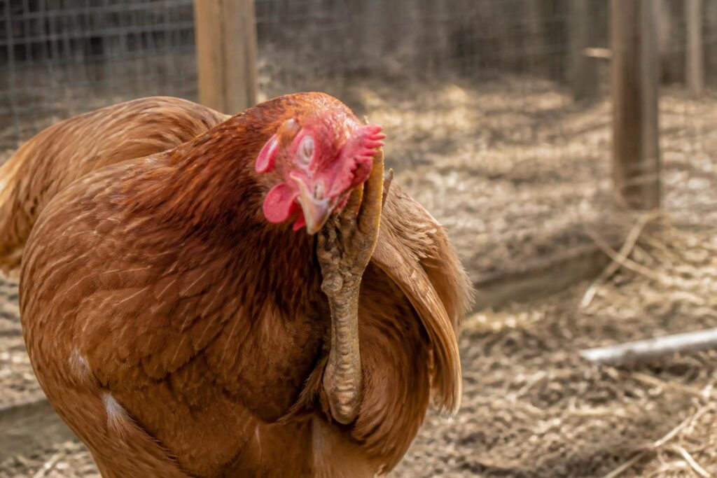 découvrez les causes courantes d'une poule qui se gratte et apprenez des solutions efficaces ainsi que des astuces pratiques pour la soulager rapidement et préserver sa santé.