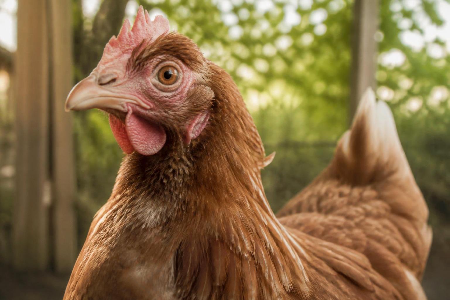 découvrez comment identifier les symptômes d'une poule stressée et apprenez des méthodes efficaces pour apaiser rapidement vos volailles et préserver leur bien-être.