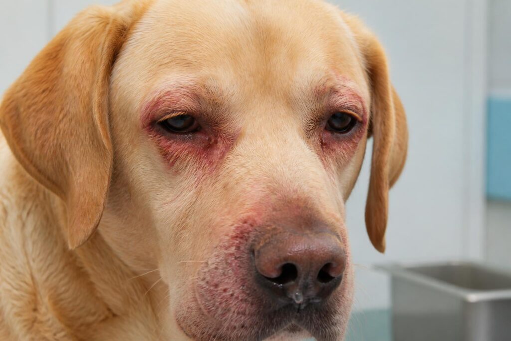découvrez les virus courants affectant les chiens, leurs symptômes, modes de transmission et conseils pour protéger votre compagnon à quatre pattes.