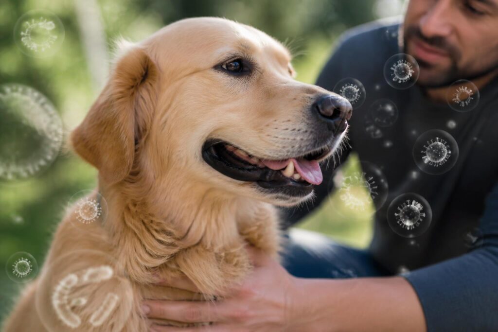 découvrez les zoonoses chez le chien, ces maladies transmissibles à l’homme, leurs symptômes, modes de transmission et conseils pour protéger toute la famille.