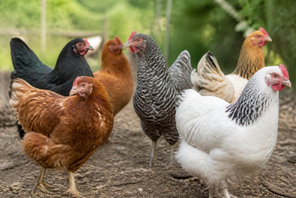 découvrez la durée de vie moyenne des poules en fonction de leurs races et apprenez comment en prendre soin pour maximiser leur longévité.