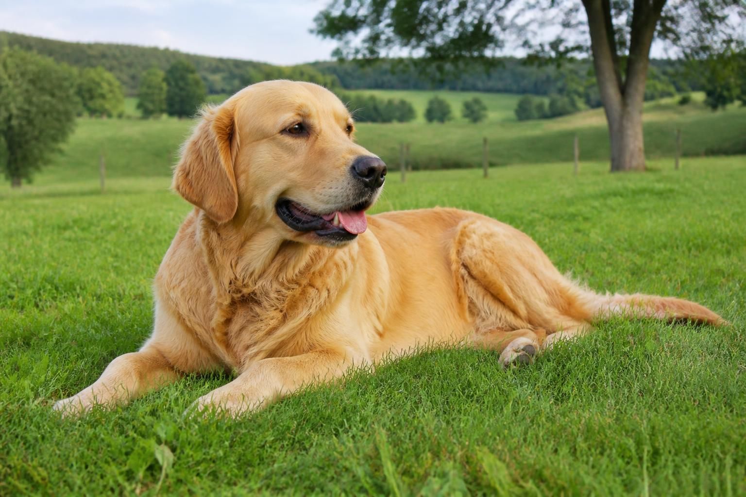 découvrez nos astuces et conseils pratiques pour donner un cachet unique à votre chien et renforcer votre complicité au quotidien.