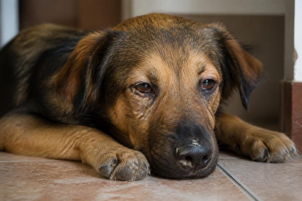 découvrez comment reconnaître rapidement les symptômes de la maladie du carré chez le chien pour agir efficacement et protéger la santé de votre compagnon.