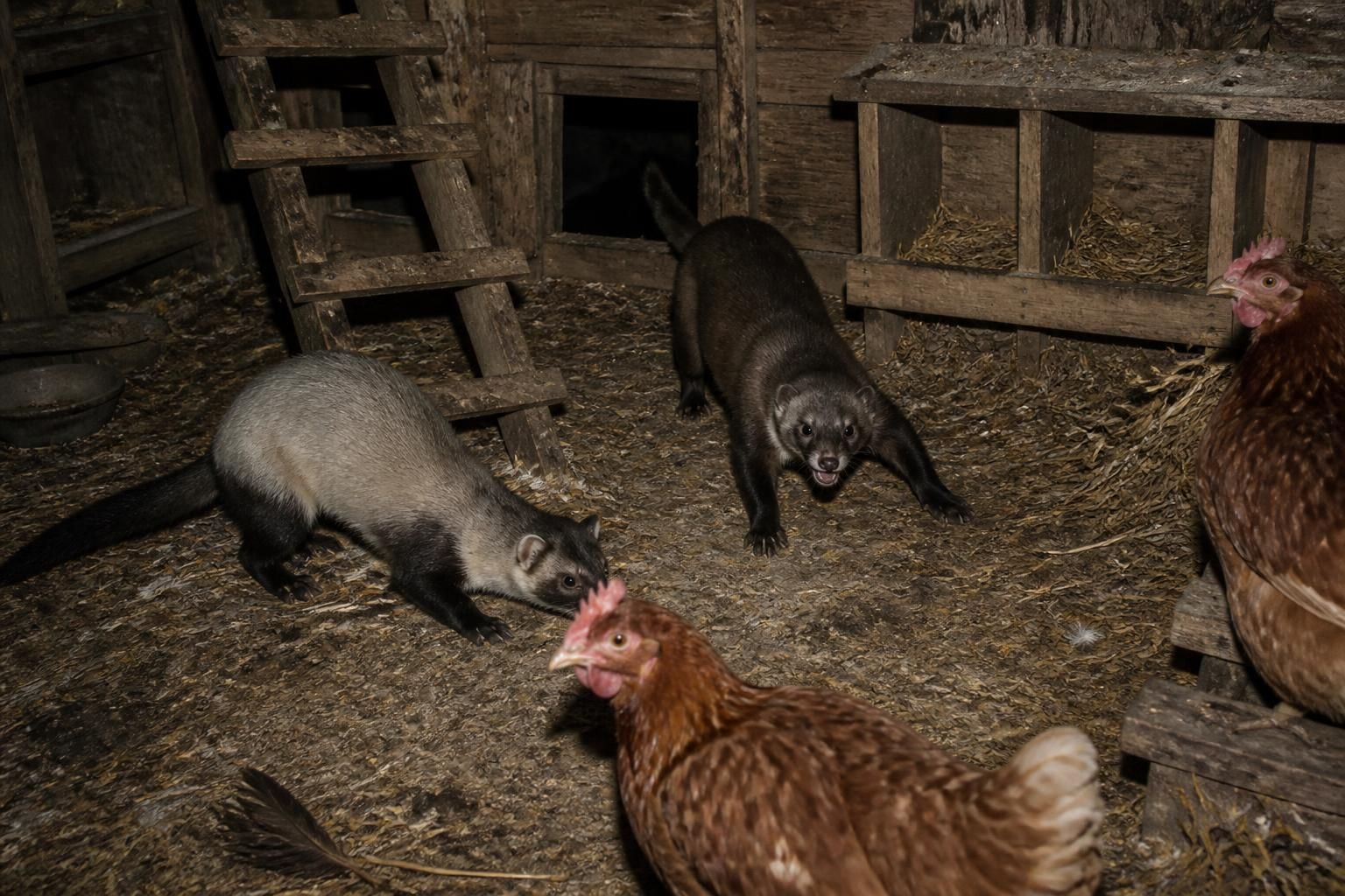 découvrez quels animaux sont responsables de la coupe des têtes de poules, avec des coupables surprenants et inattendus.