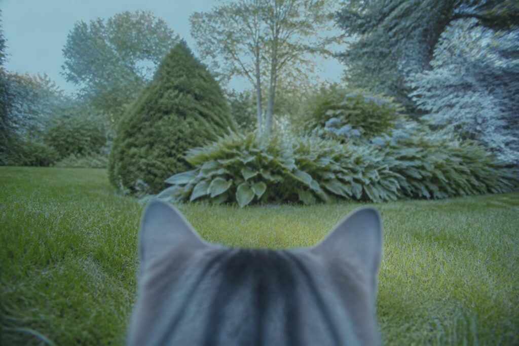 découvrez comment les chats perçoivent les couleurs et quelles teintes ils distinguent réellement grâce à leur vision unique.