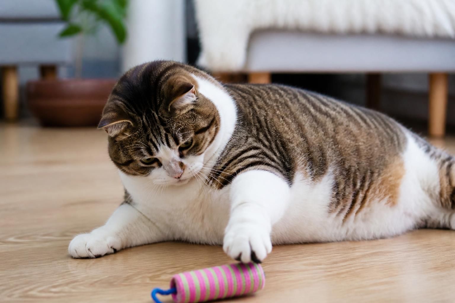 découvrez des conseils pratiques pour aider votre chat en surpoids à retrouver une silhouette saine sans mettre sa santé en danger.