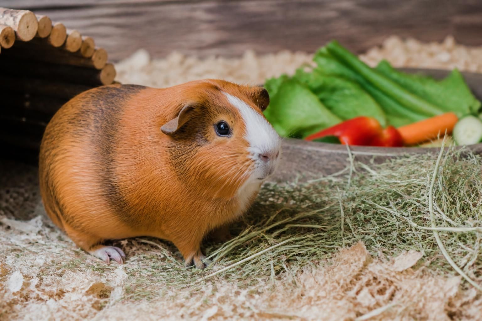 Combien de temps vit un cochon d'Inde ? 2 découvrez quelle est la durée de vie moyenne d'un cochon d'inde et comment en prendre soin pour qu'il vive heureux et en bonne santé.