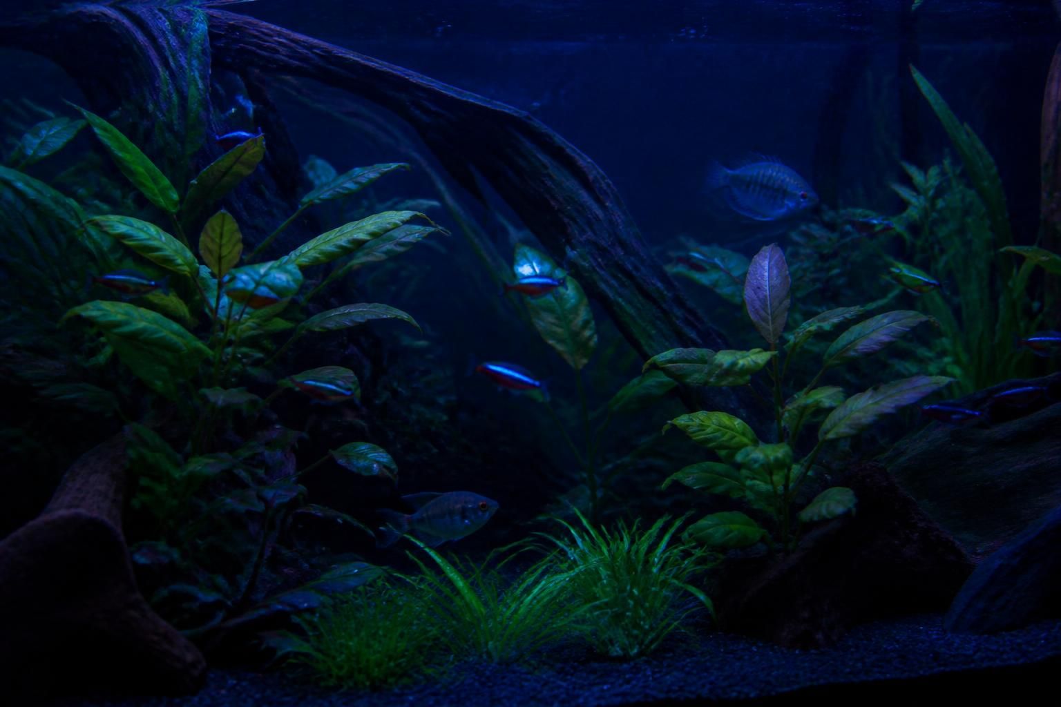 découvrez si les poissons dorment vraiment, comment ils se reposent et les particularités de leur sommeil sous-marin.