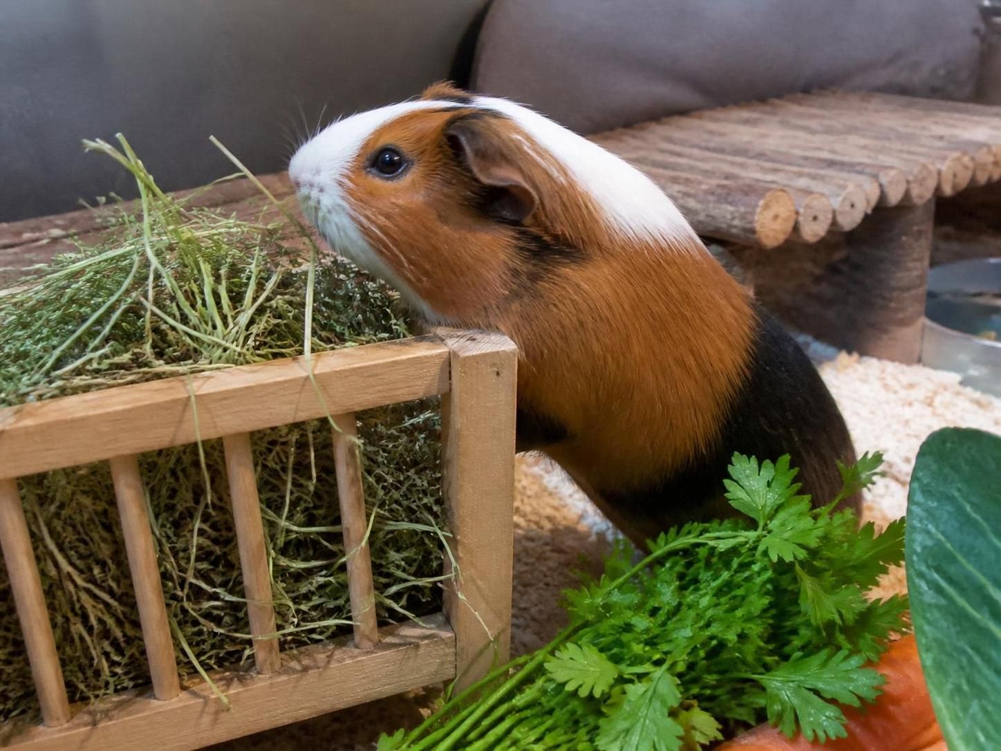 découvrez ce que mange un cochon d'inde au quotidien : conseils et aliments essentiels pour une alimentation saine et équilibrée de votre petit rongeur.