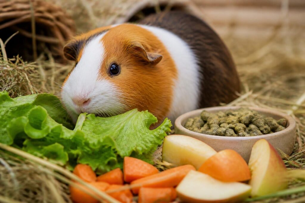 découvrez ce que mange un cochon d'inde au quotidien pour assurer une alimentation saine et équilibrée adaptée à ses besoins.