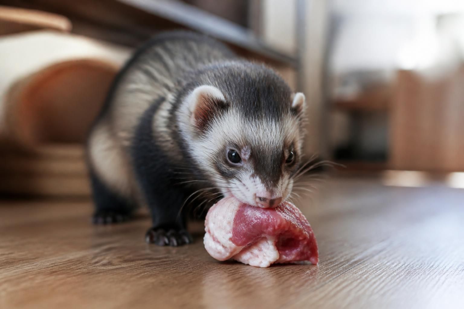 Que mange un furet : son vrai régime de carnivore 2 découvrez le régime alimentaire naturel du furet, un carnivore passionné, et apprenez quels aliments sont essentiels pour sa santé et son bien-être.
