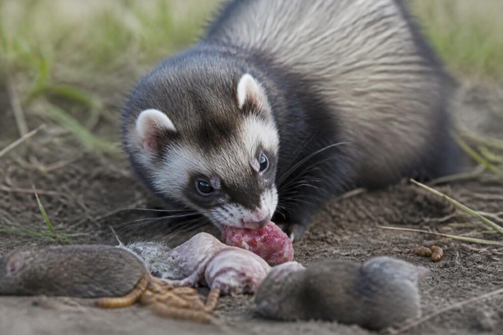 découvrez ce que mange réellement un furet, un carnivore strict, et apprenez à lui offrir une alimentation adaptée pour sa santé et son bien-être.