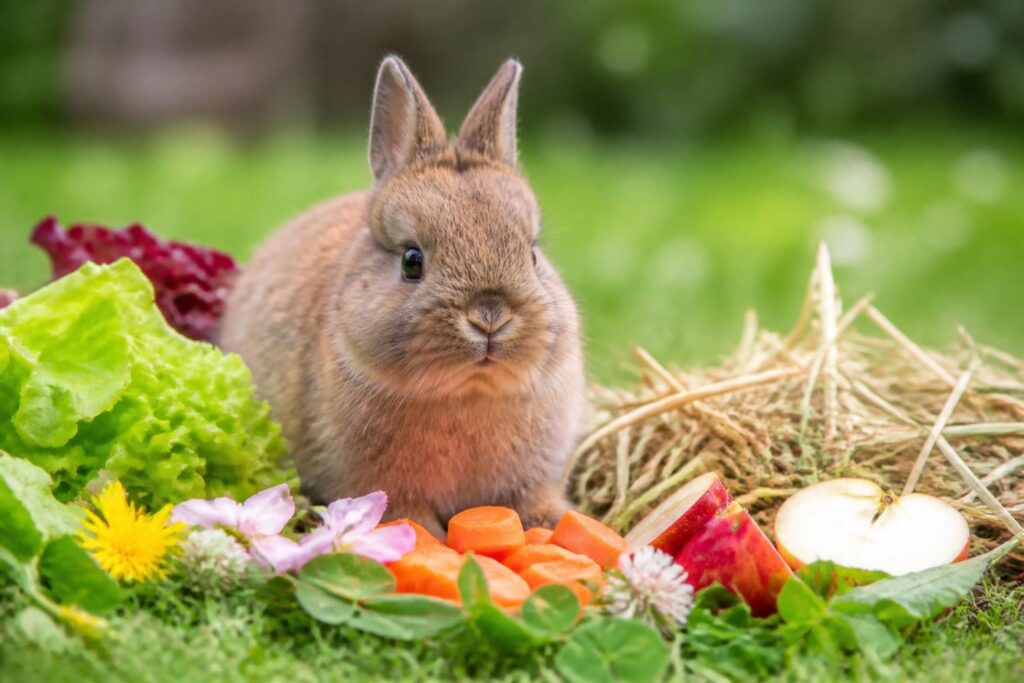 découvrez l'alimentation idéale pour un lapin nain afin de préserver sa santé et son bien-être au quotidien.