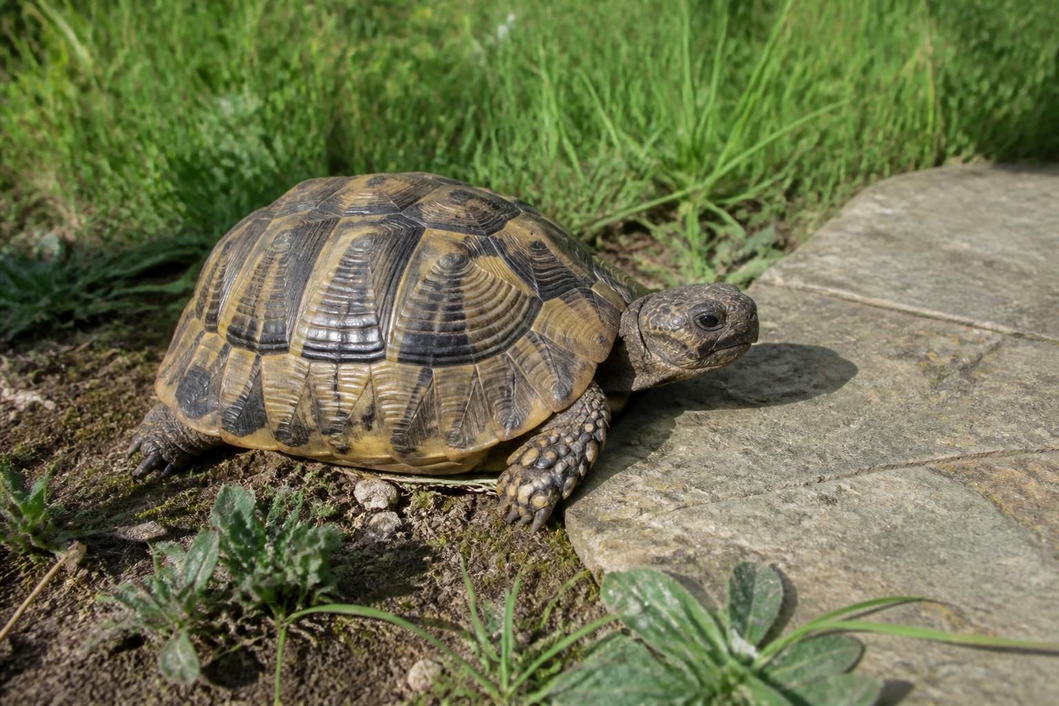 Combien de temps vit une tortue domestique ? 2 dĂ©couvrez la durĂ©e de vie moyenne d'une tortue domestique et les conseils pour assurer son bien-ĂȘtre tout au long de sa vie.