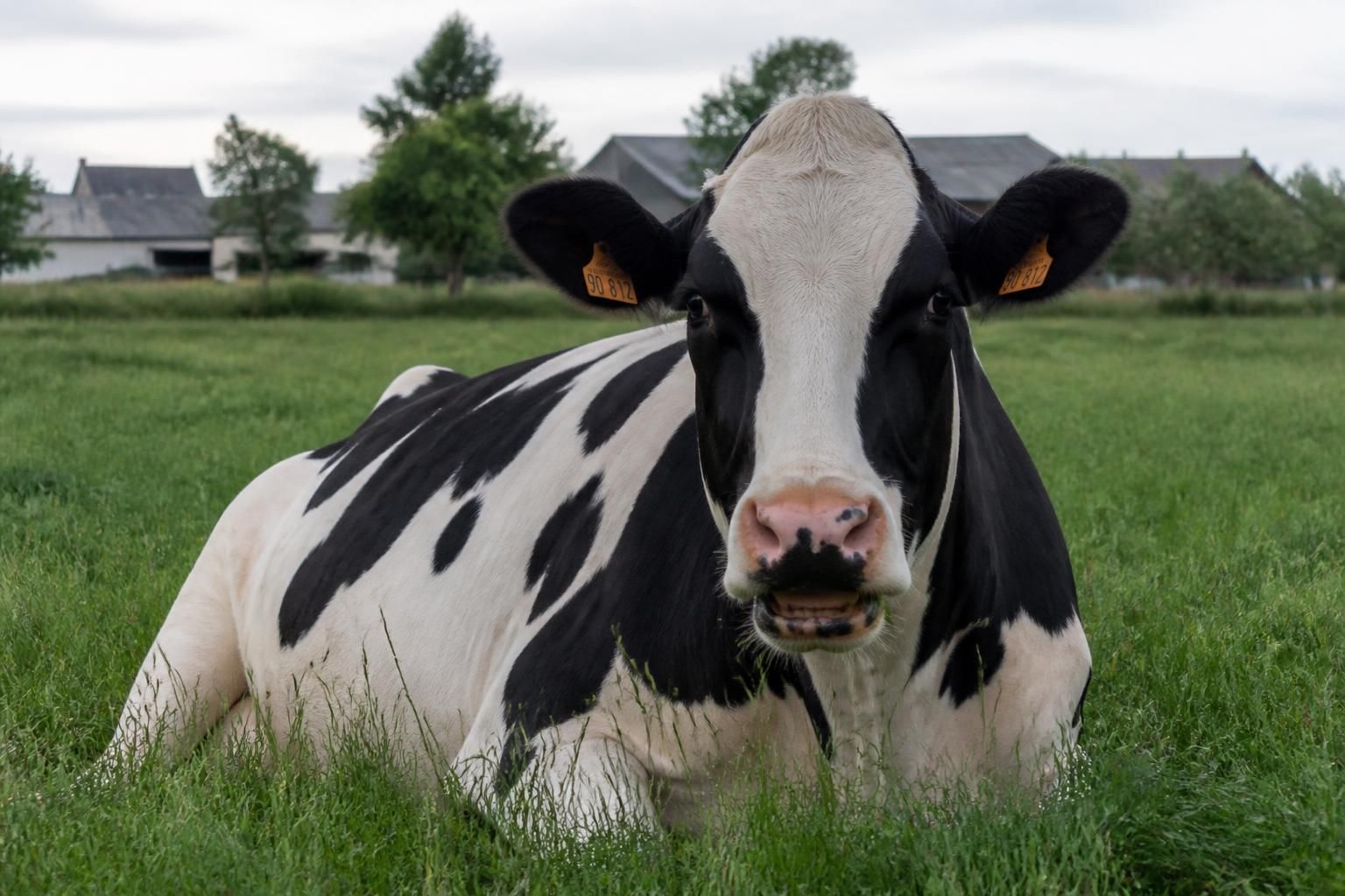 Combien d'estomacs a une vache, et comment ça marche 2 découvrez combien d'estomacs possÚde une vache et comment fonctionne son systÚme digestif unique pour mieux comprendre cet animal fascinating.