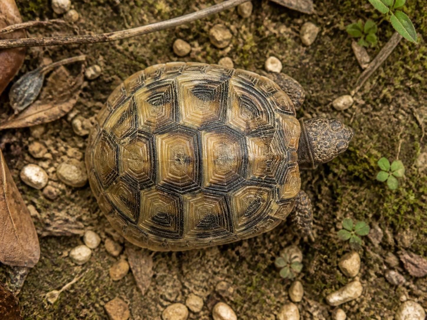 Comment estimer l'ùge d'une tortue ? 2 découvrez des méthodes simples et efficaces pour estimer l'ùge d'une tortue, comprendre ses signes de vieillissement et mieux prendre soin de votre animal.