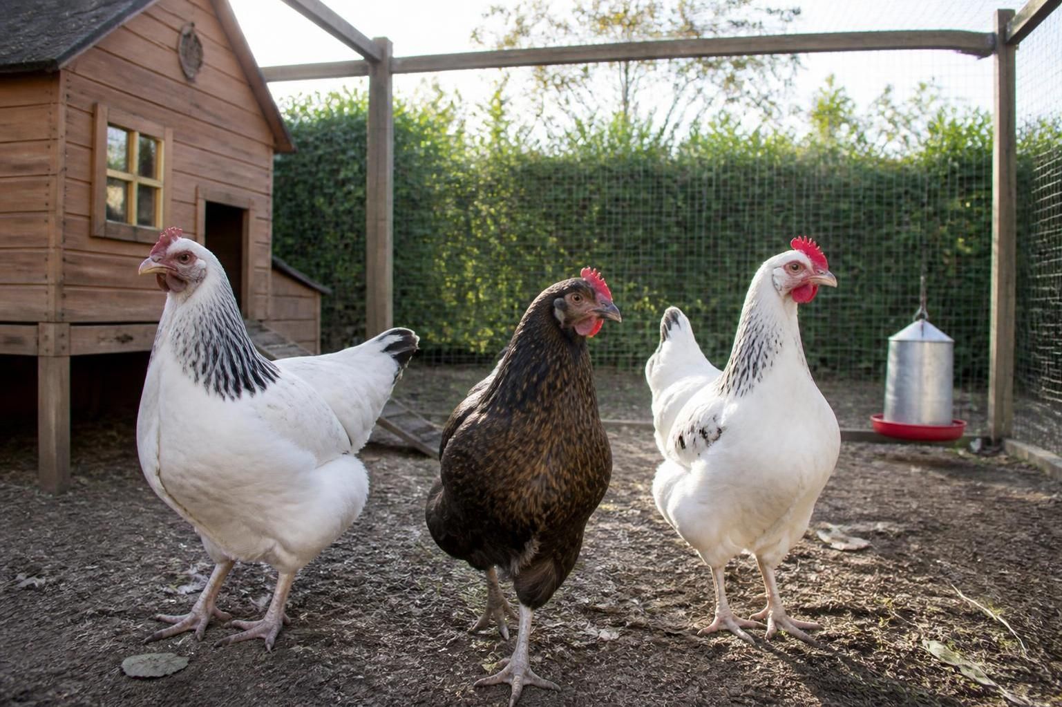 découvrez combien prévoir pour l'achat d'une poule selon sa race et ses caractéristiques. guide complet des prix pour choisir la poule idéale.