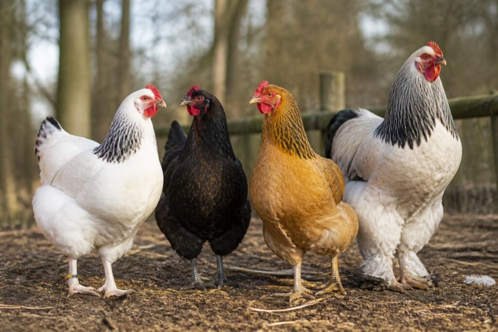 découvrez combien prévoir pour acheter une poule en fonction de sa race. comparez les prix et trouvez la meilleure option pour votre élevage ou jardin.