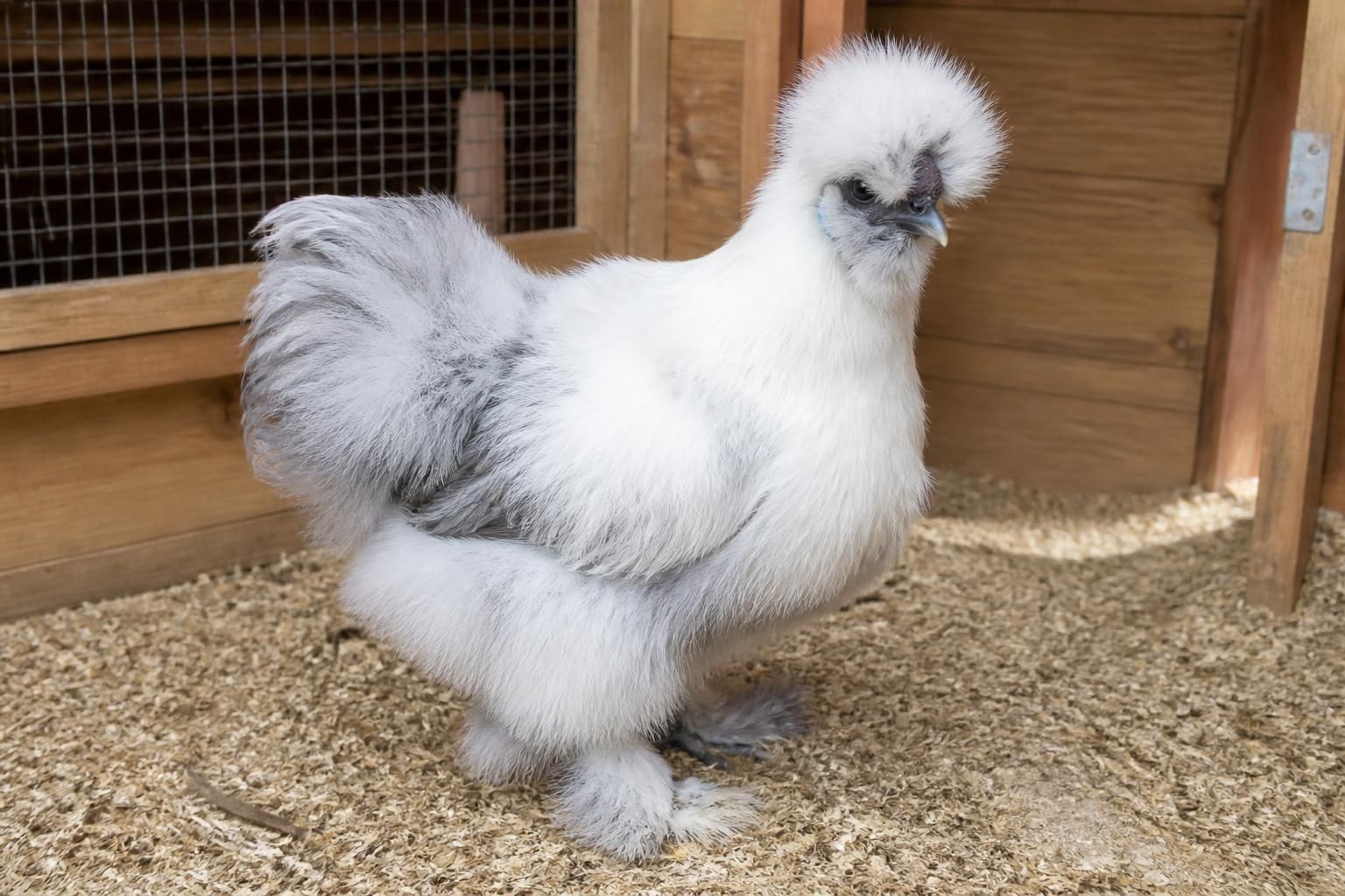 découvrez le prix d'une poule soie et les facteurs qui influencent son coût. informez-vous pour bien choisir votre poule soie sans surprises.