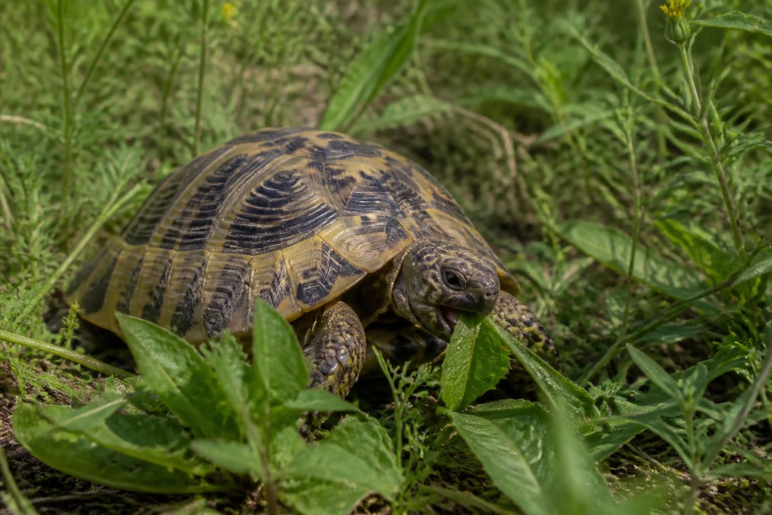 Que mange une tortue selon son espĂšce 2 dĂ©couvrez l'alimentation adaptĂ©e Ă chaque espĂšce de tortue pour garantir leur santĂ© et leur bien-ĂȘtre.