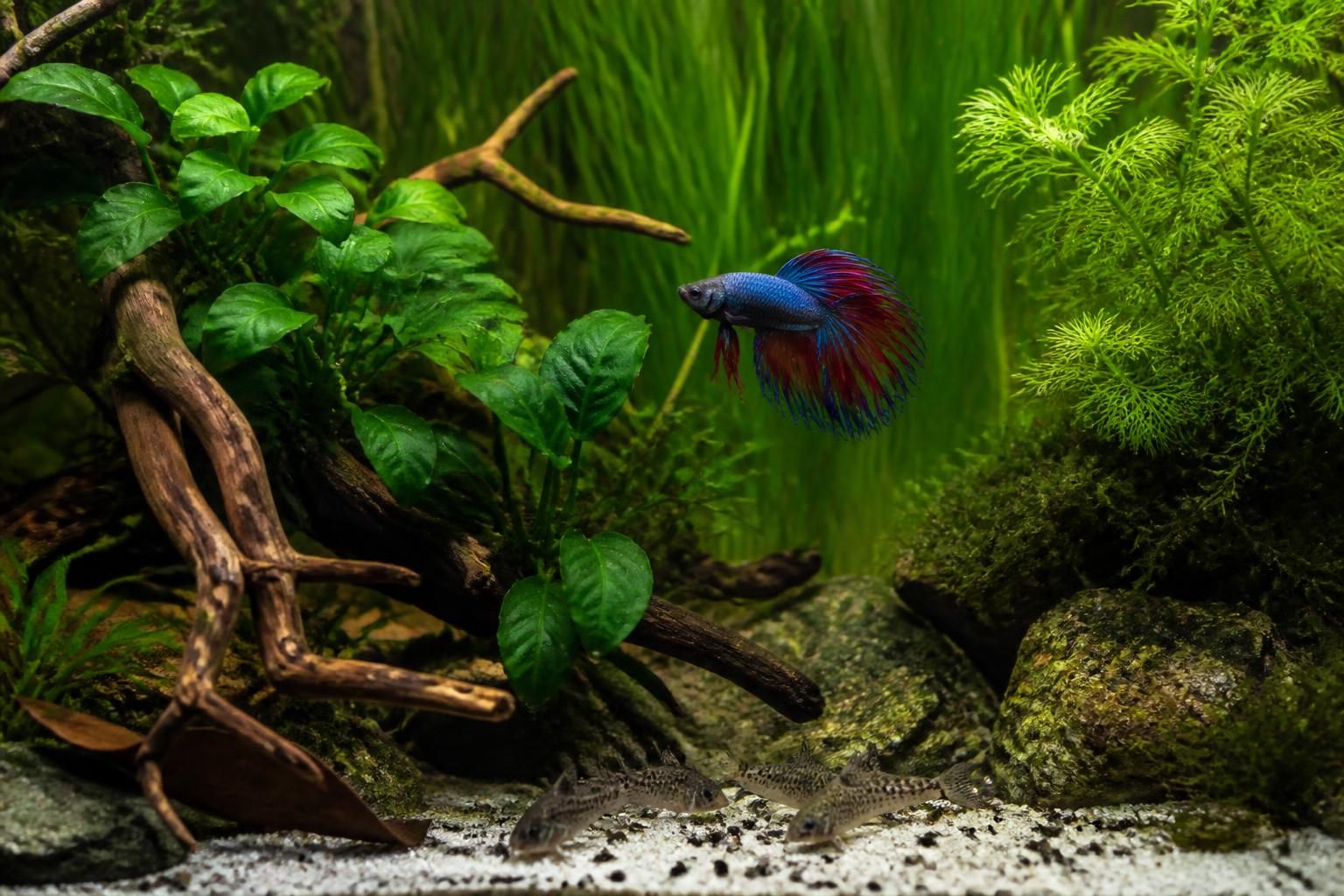 Quels poissons peuvent cohabiter avec un combattant ? 2 découvrez quels poissons peuvent vivre en harmonie avec un combattant dans votre aquarium. conseils et recommandations pour une cohabitation réussie.