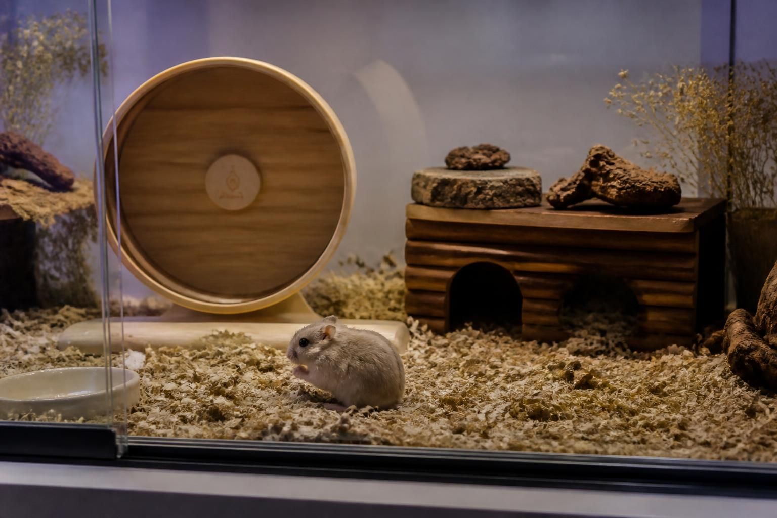 découvrez le prix d'un hamster roborovski et les facteurs à considérer pour bien préparer votre budget avant l'achat de ce petit compagnon vif et amusant.